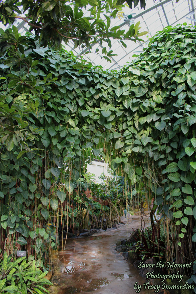 The Sugar from the Sun Room at Garfield Park Conservatory in Chicago