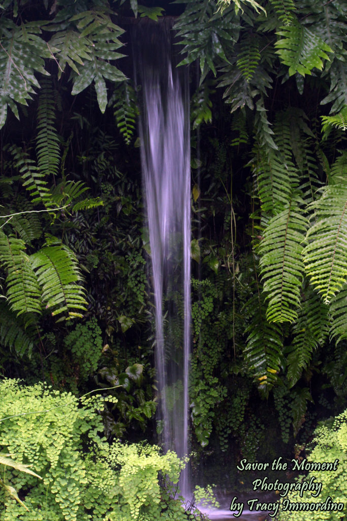 The Fern Room at Garfield Park Conservatory in Chicago