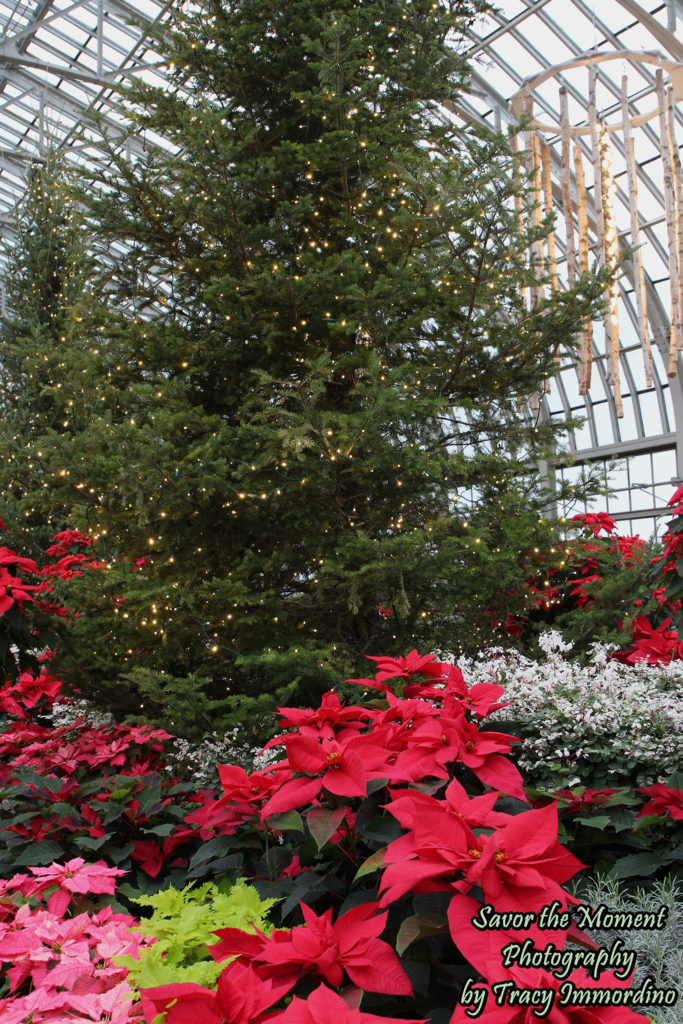 Christmas Display in the Show House of the Garfield Park Conservatory