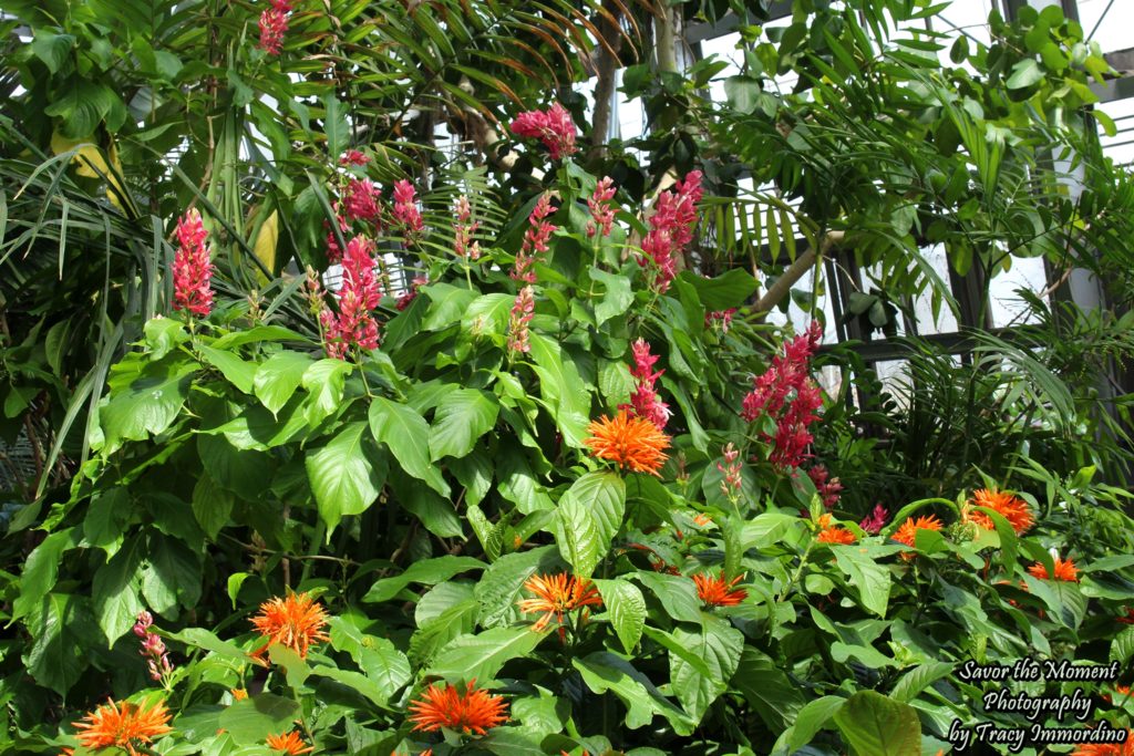 Tropical Plants in the Palm House at Garfield Park Conservatory in Chicago