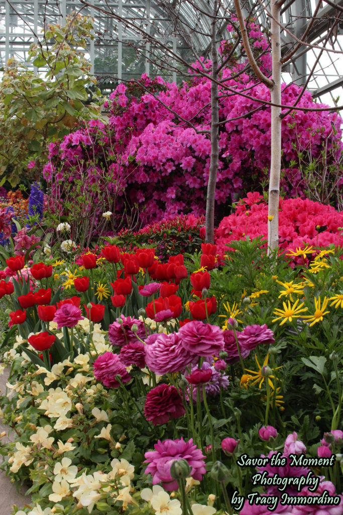 The Spring Flower Show at Garfield Park Conservatory