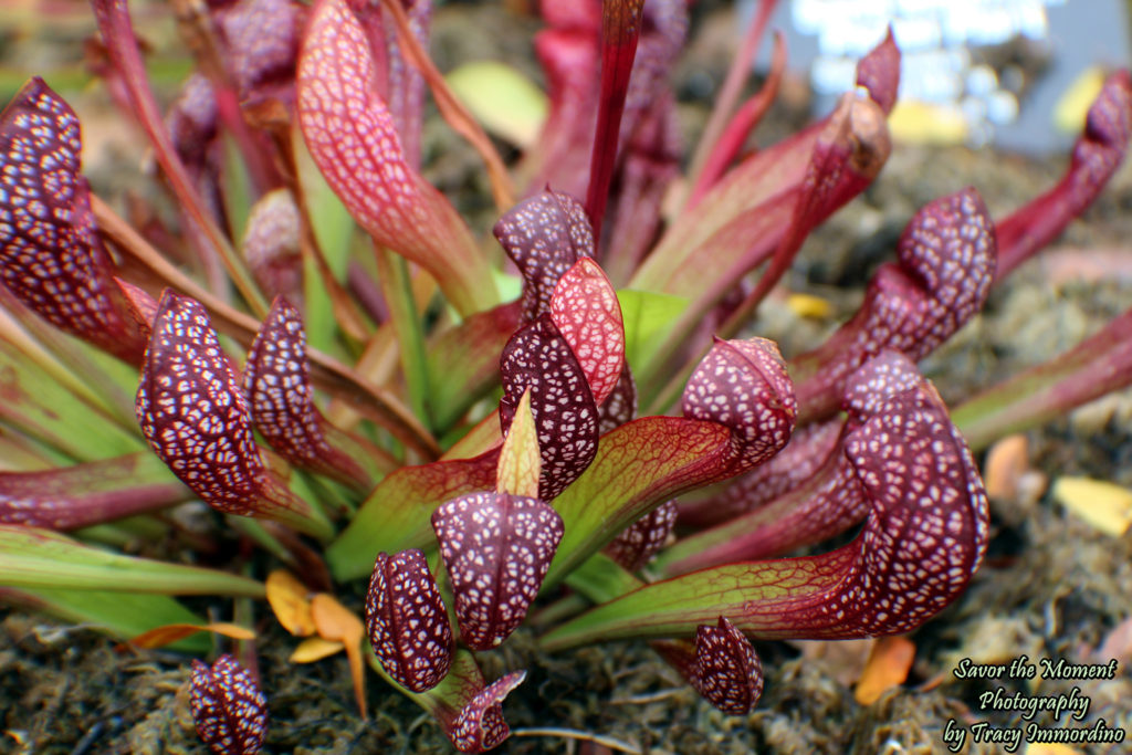 The Sensory Garden at Garfield Park Conservatory in Chicago