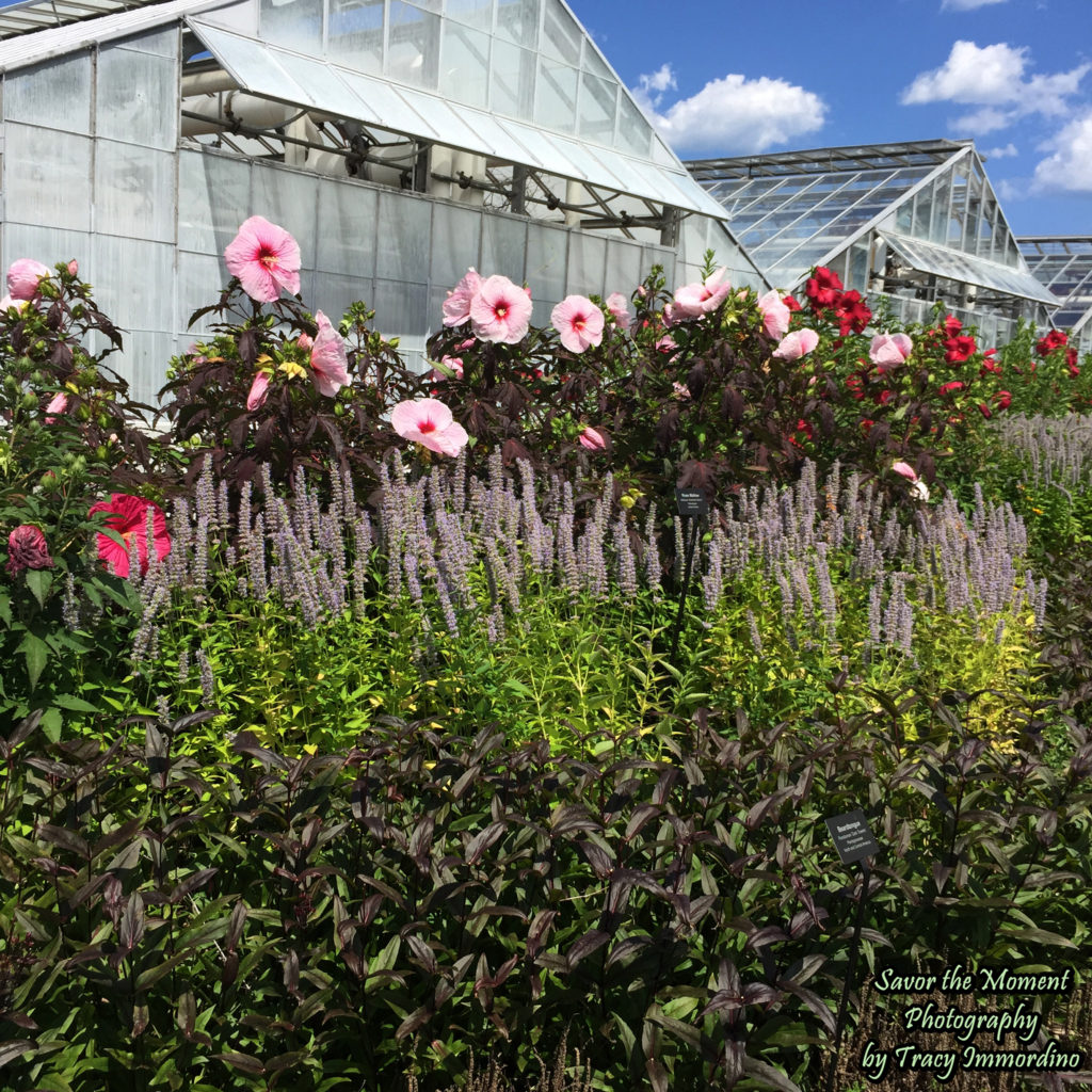 The Demonstration Garden at Garfield Park Conservatory in Chicago, Illinois