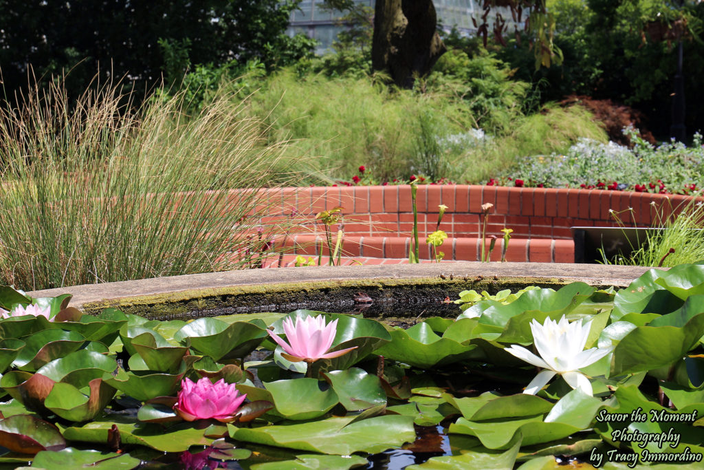 The Sensory Garden at Garfield Park Conservatory in Chicago