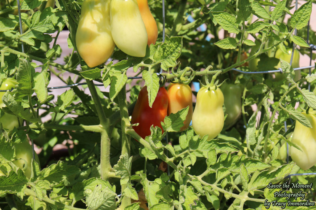 The Demonstration Garden at Garfield Park Conservatory in Chicago, Illinois