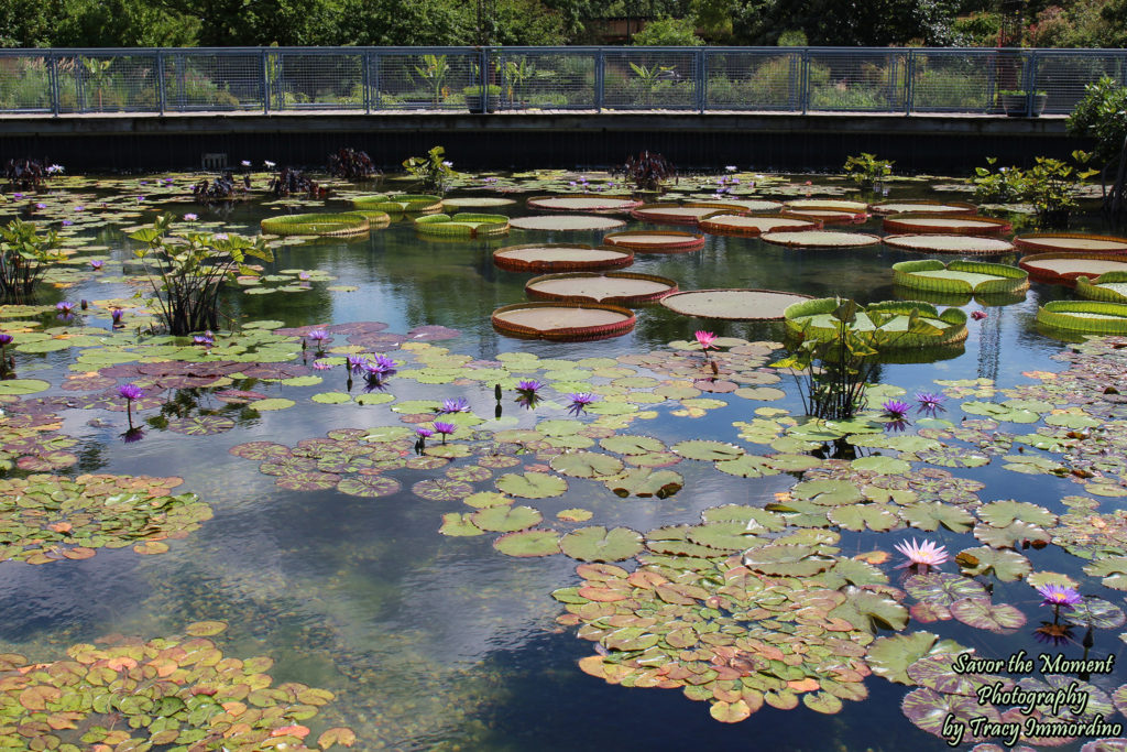 The City Garden at Garfield Park Conservatory in Chicago, Illinois