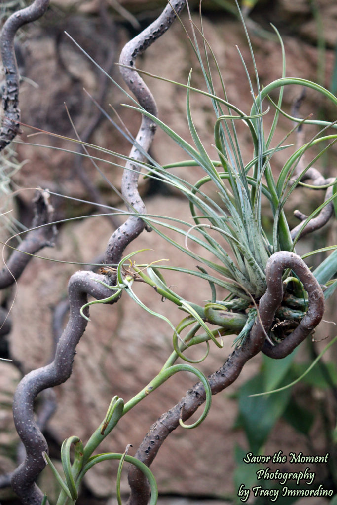 Air Plants