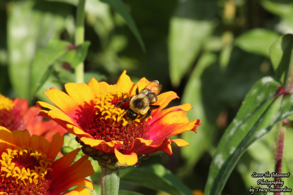 Zinnia