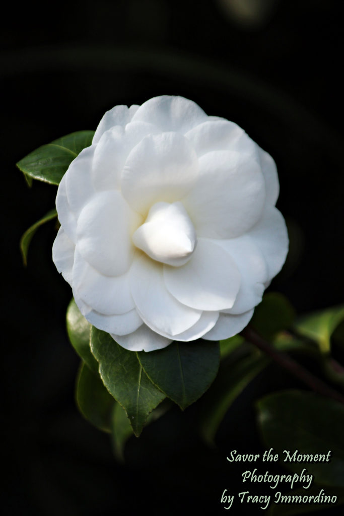 Camellia 