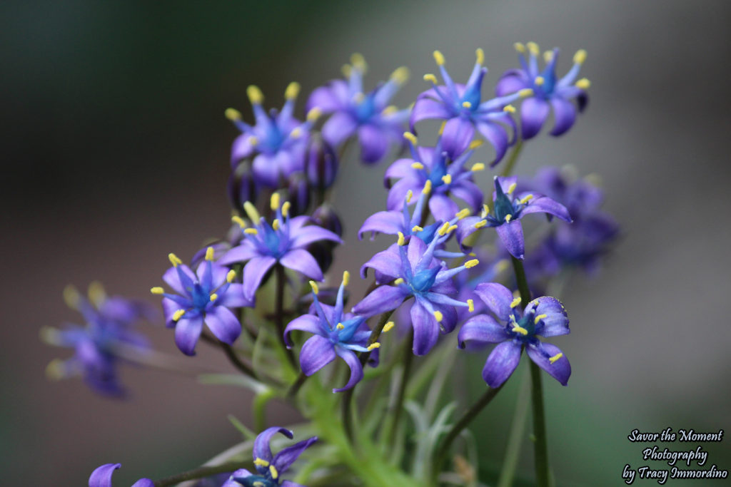 Flowers on Display at the Lincoln Park Conservatory