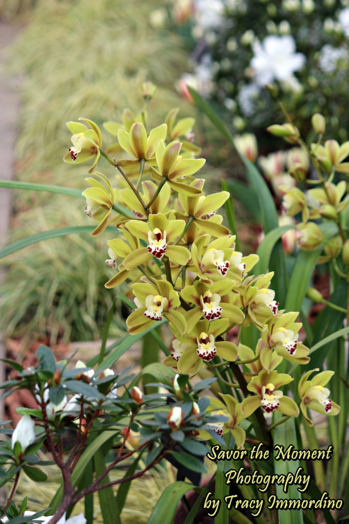 Cymbidium Orchids