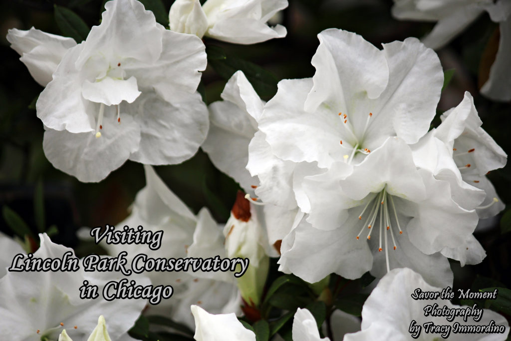 Visiting the Lincoln Park Conservatory in Chicago