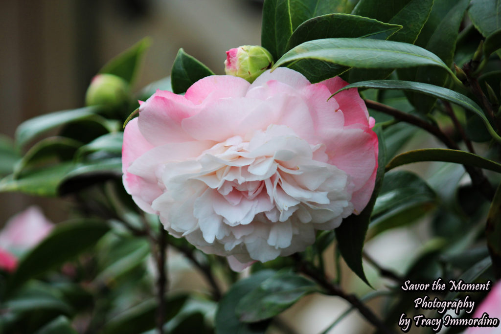 Camellia 