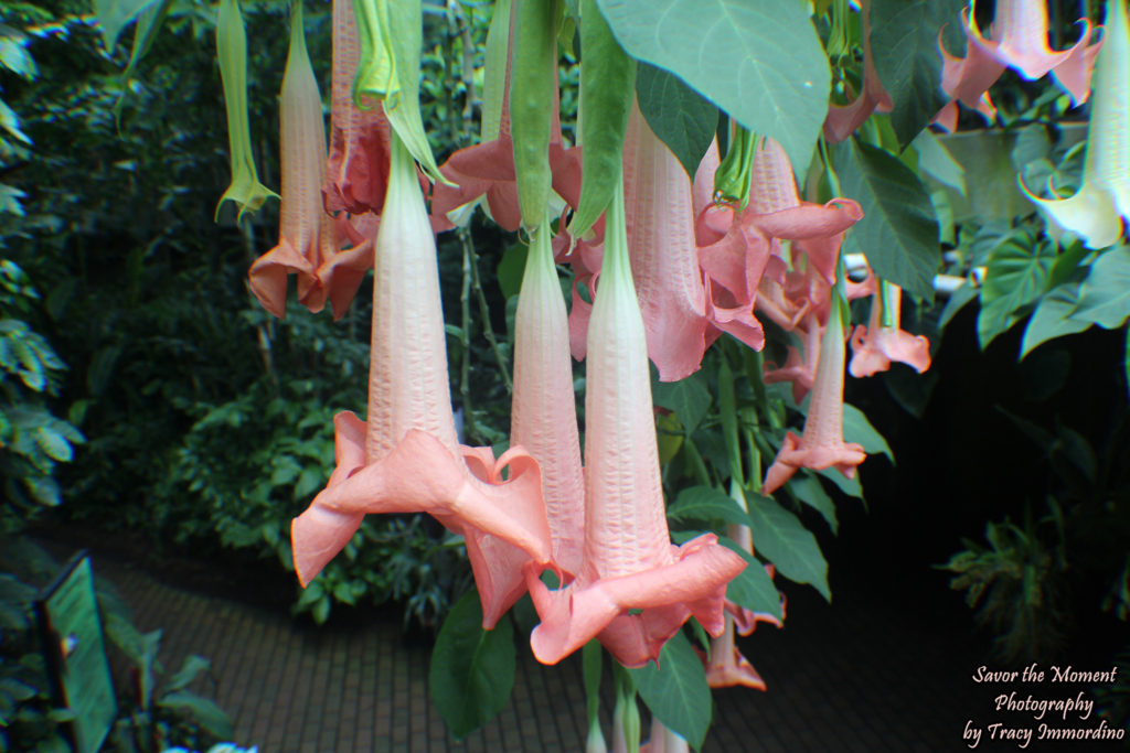 Angel Trumpet in the Conservatory