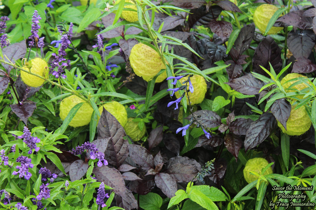 Purple, Black and Blue Salvia and Hairy Ball Plants