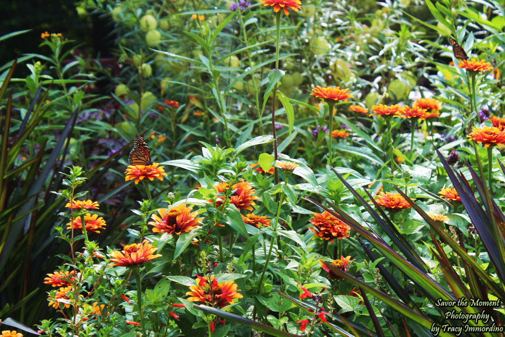 Monarch Butterflies and Zinnias