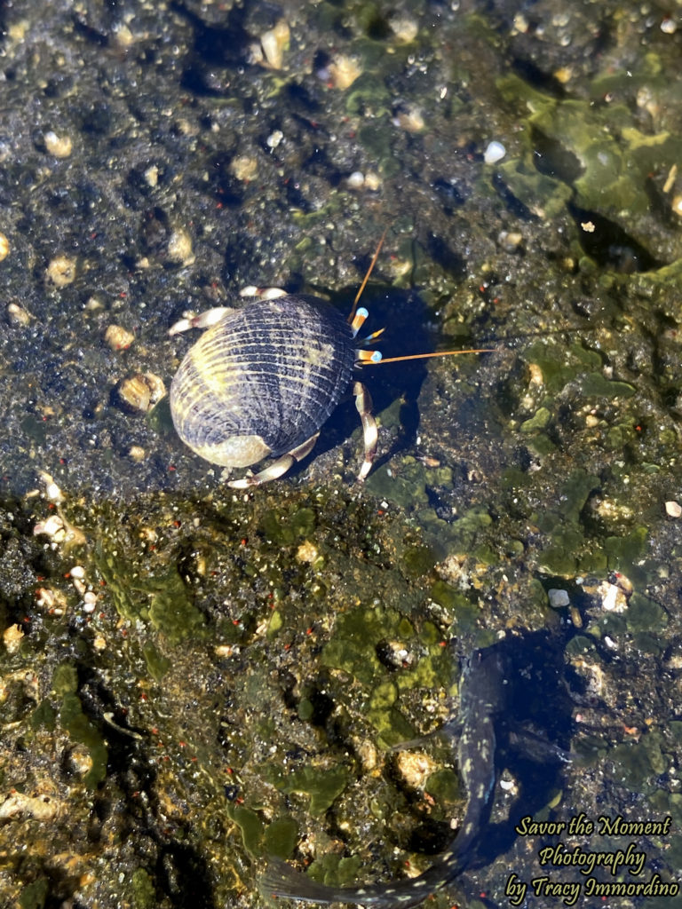 Hermit Crab and Goby in Tide Pools in Kauai