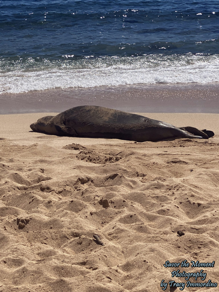 Monk Seal at Poipu Beach in Kauai