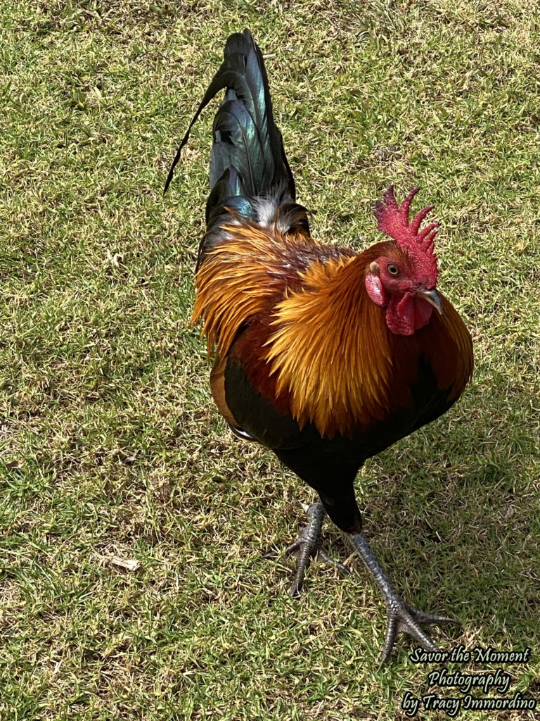 Rooster in Kokee State Park