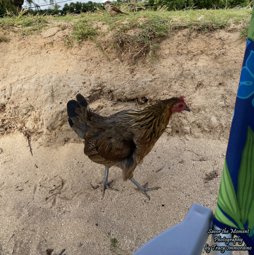 Chickens on the Beach!