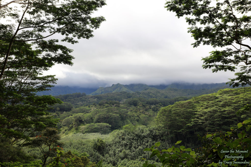 A View from the Kuilau Ridge Trail in Kauai