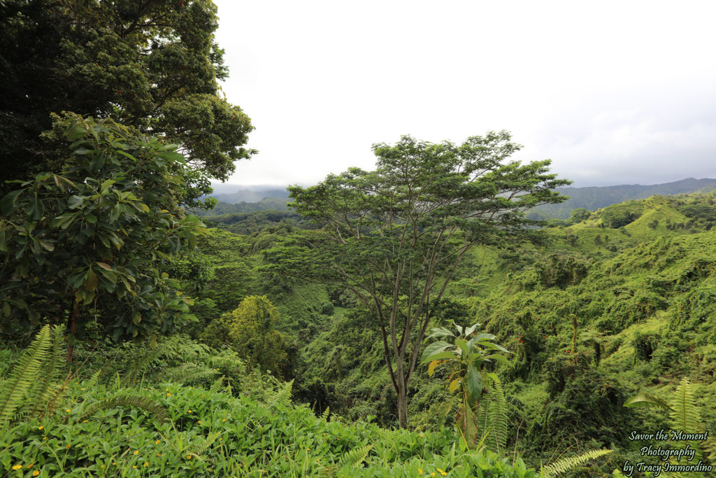 A View from the Kuilau Ridge Trail in Kauai