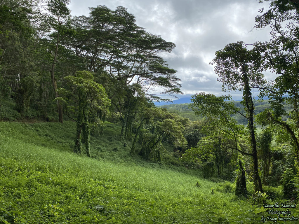 A View from the Kuilau Ridge Trail in Kauai