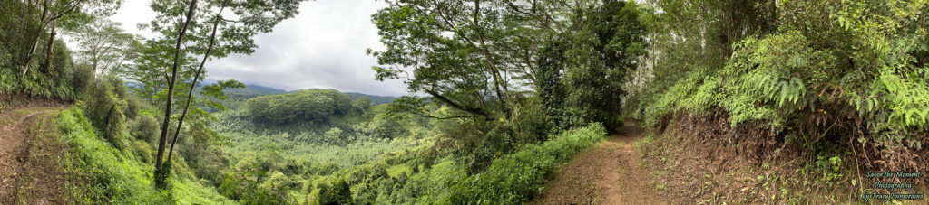 A View from the Kuilau Ridge Trail in Kauai