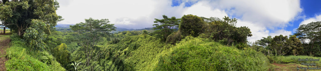 A View from the Kuilau Ridge Trail in Kauai