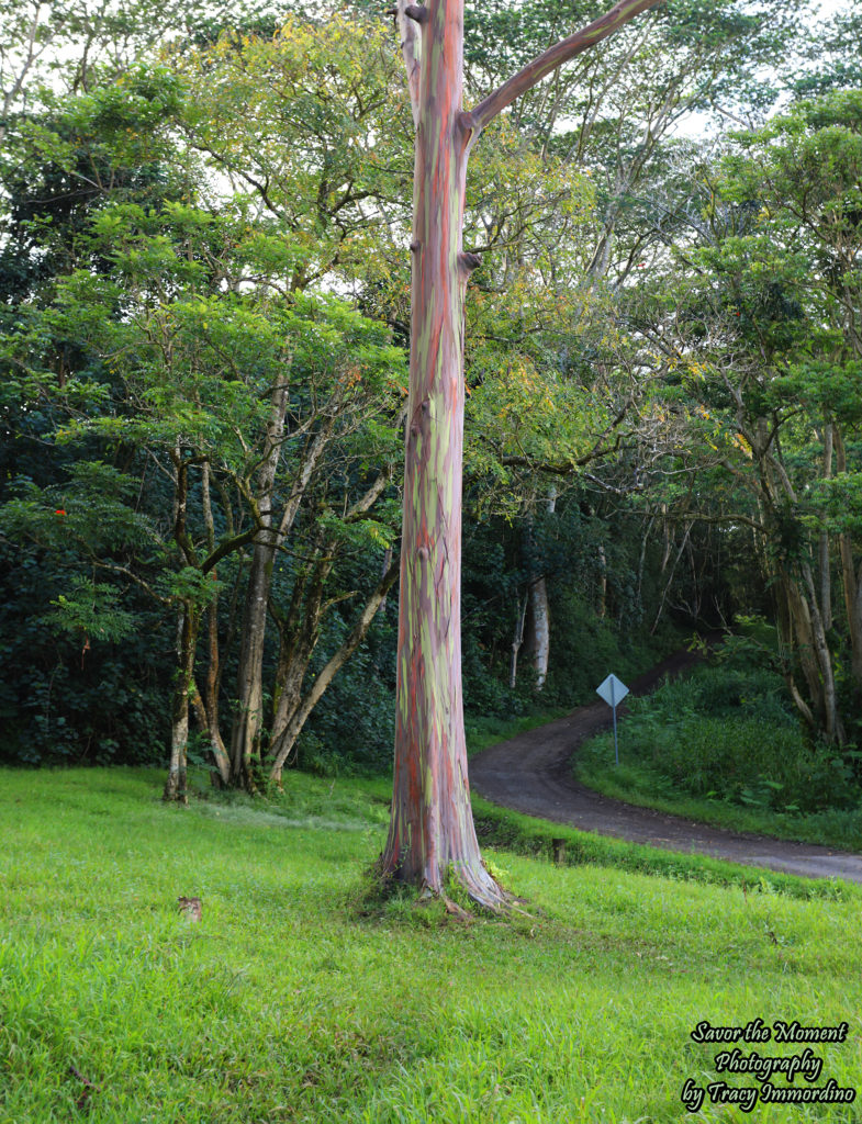 Keahu Arboretum