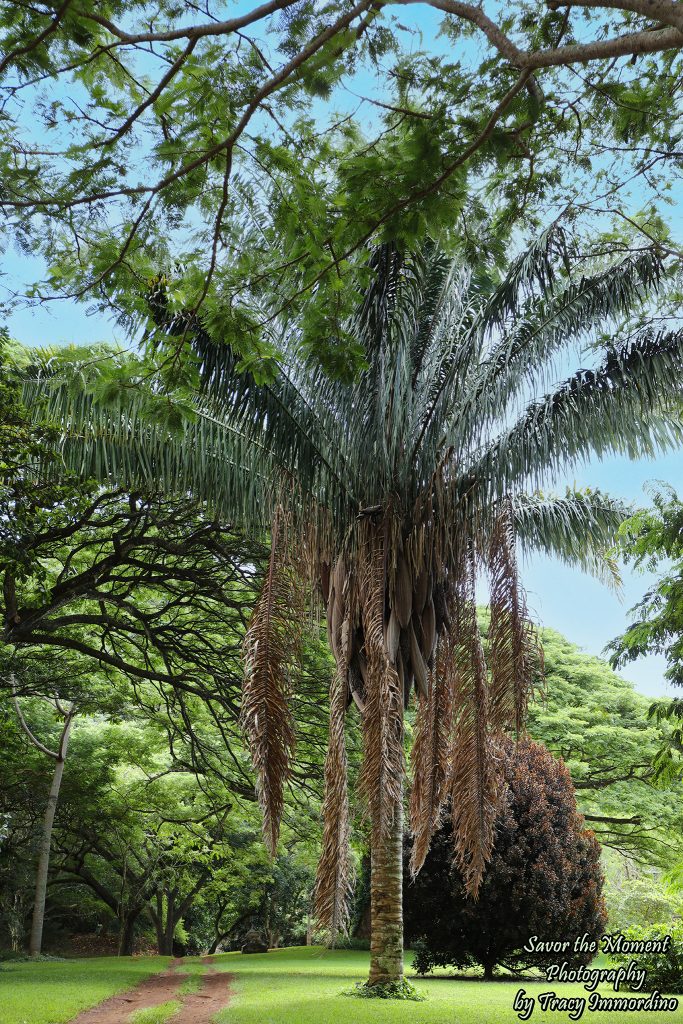 McBryde Gardens in Kauai