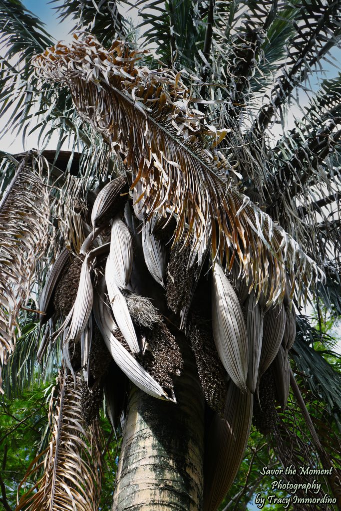 McBryde Gardens in Kauai