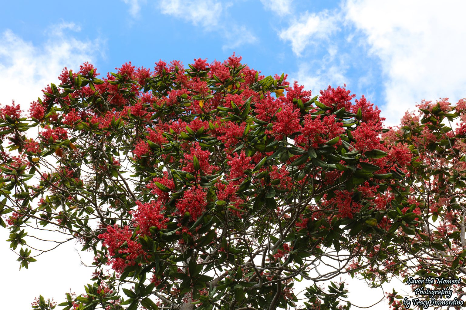 Visiting the McBryde Gardens in Kauai - Savor the Moment Photography