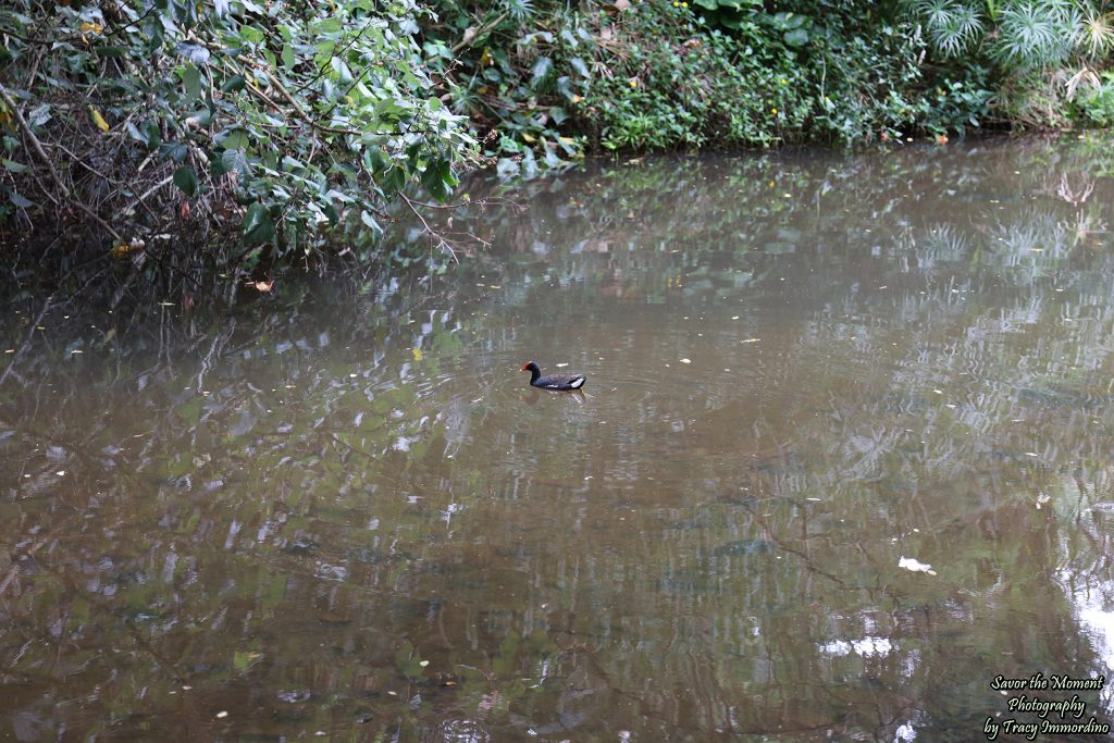  Hawaiian gallinule (Gallinula galeata sandvicensis)