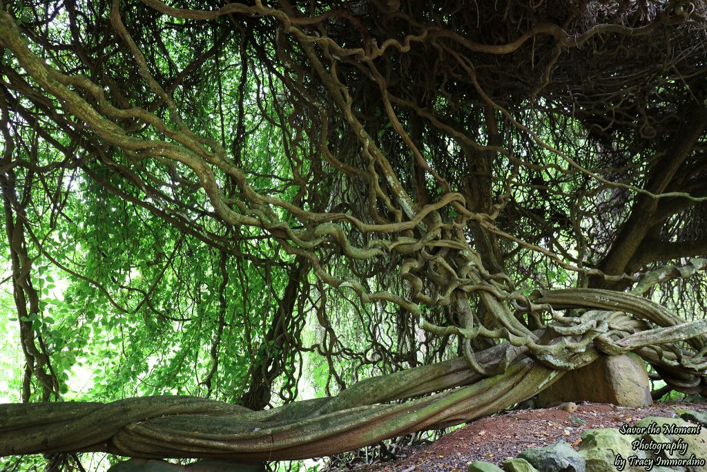 McBryde Gardens in Kauai