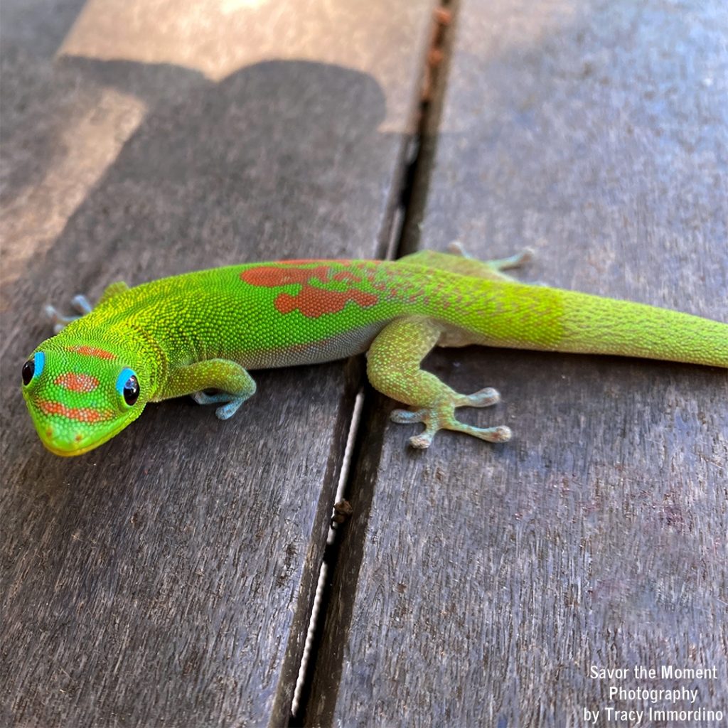 Gold Dust Day Gecko