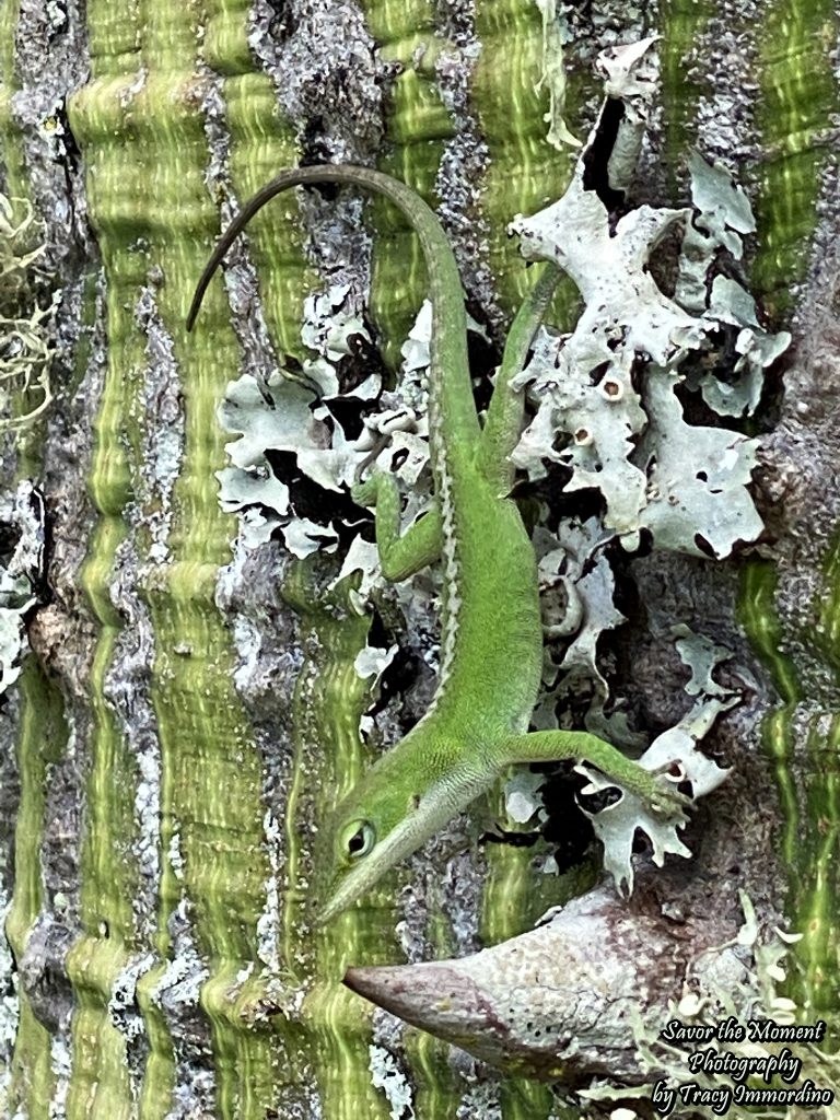 Green Anole, Anolis carolinensis