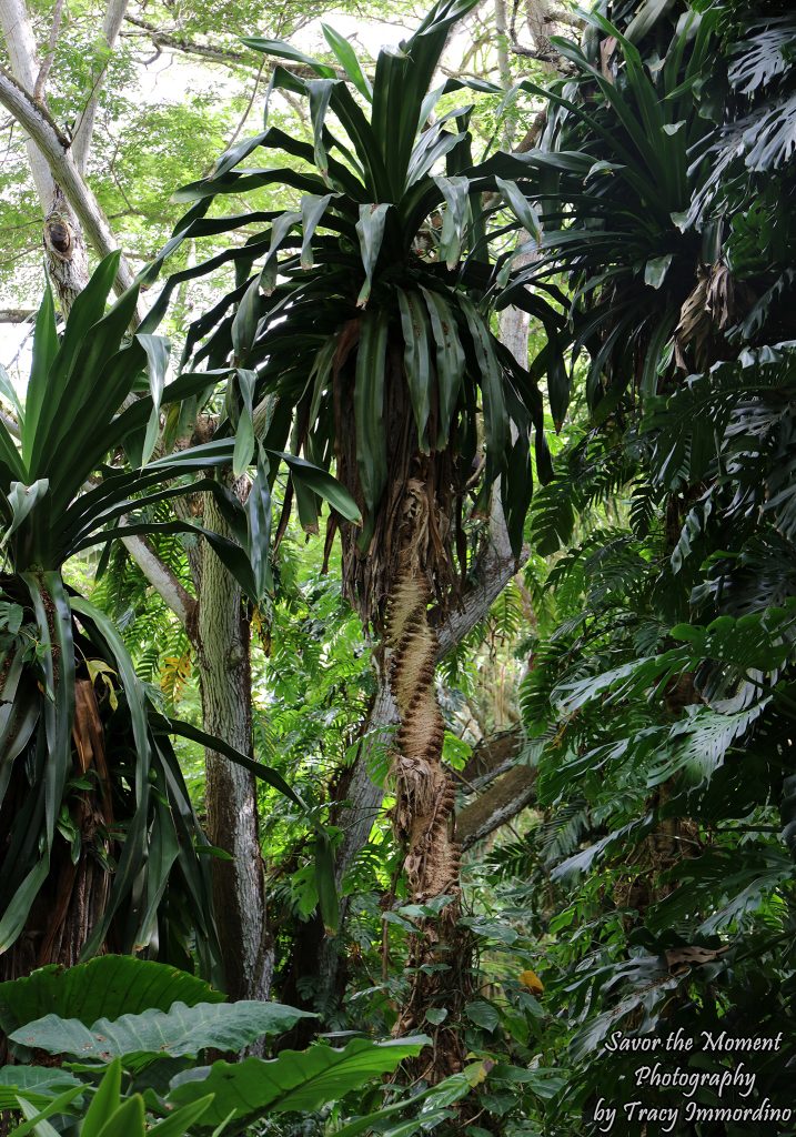 Allerton Gardens in Kauai