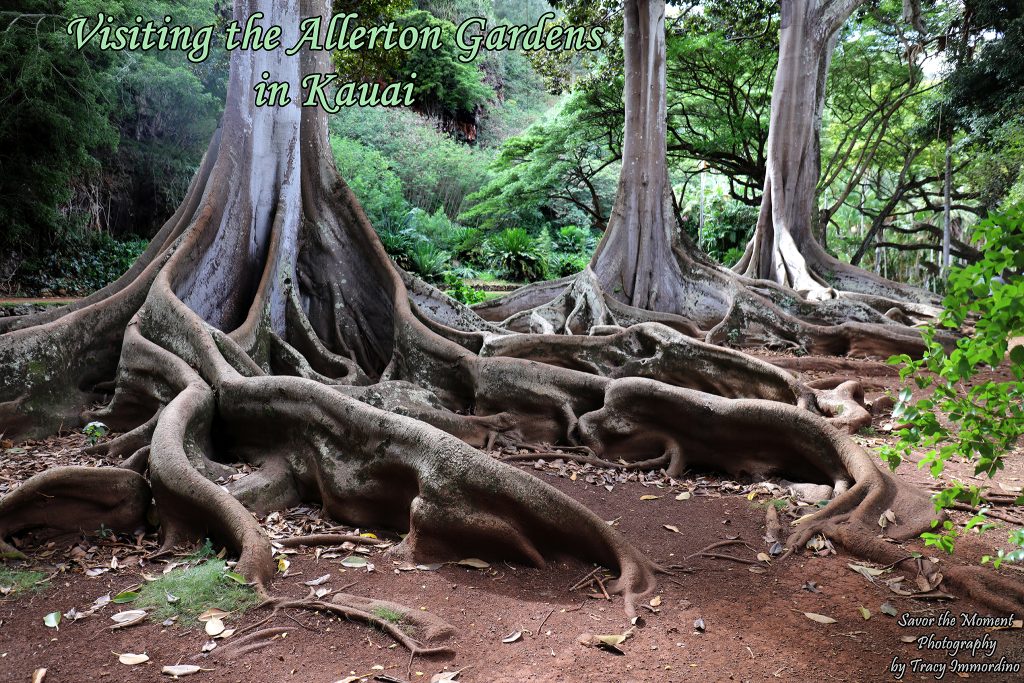 Visiting the Allerton Gardens in Kauai