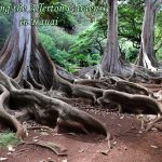 Visiting the Allerton Gardens in Kauai