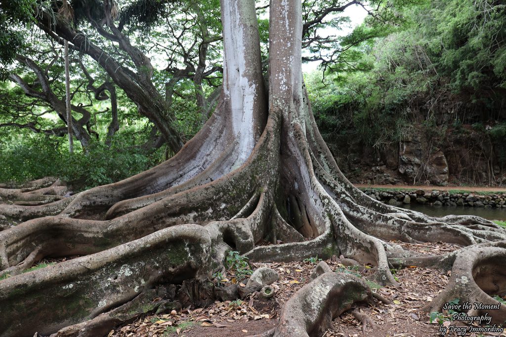 Moreton Bay Fig Tree at Allerton Gardens