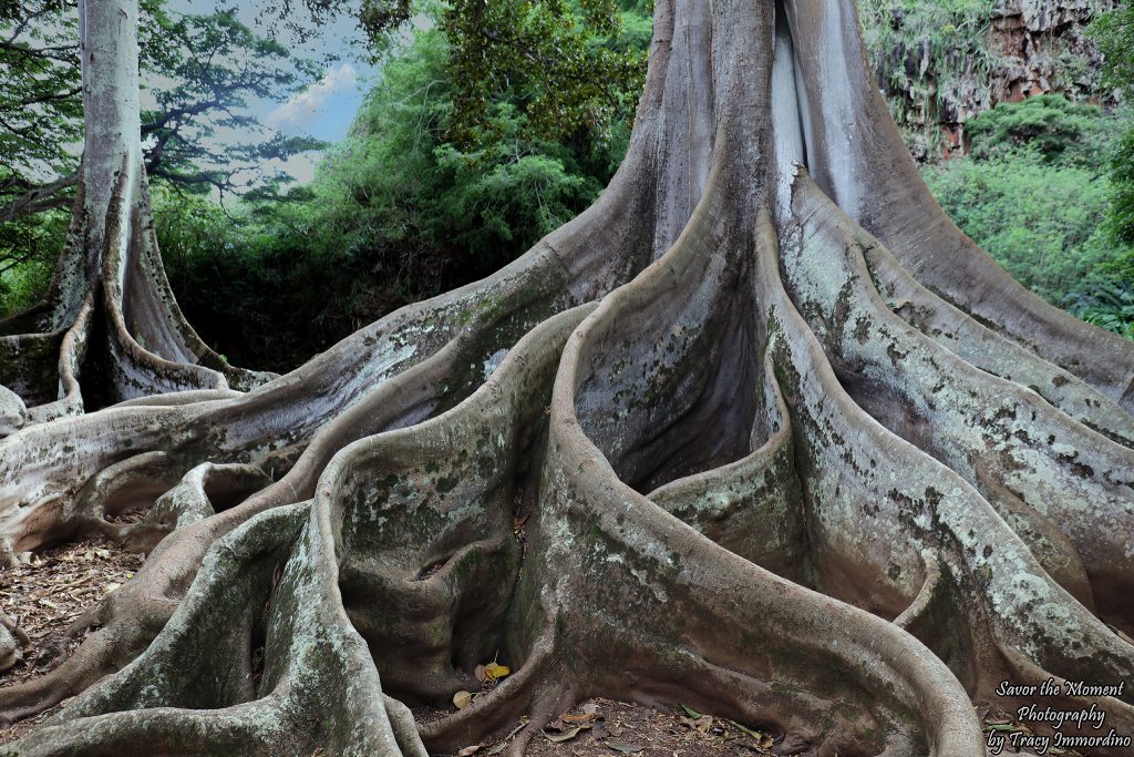 Moreton Bay Fig Tree at Allerton Gardens