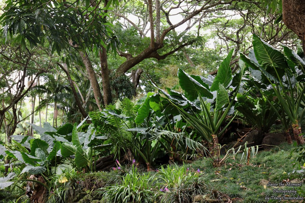 Allerton Gardens in Kauai