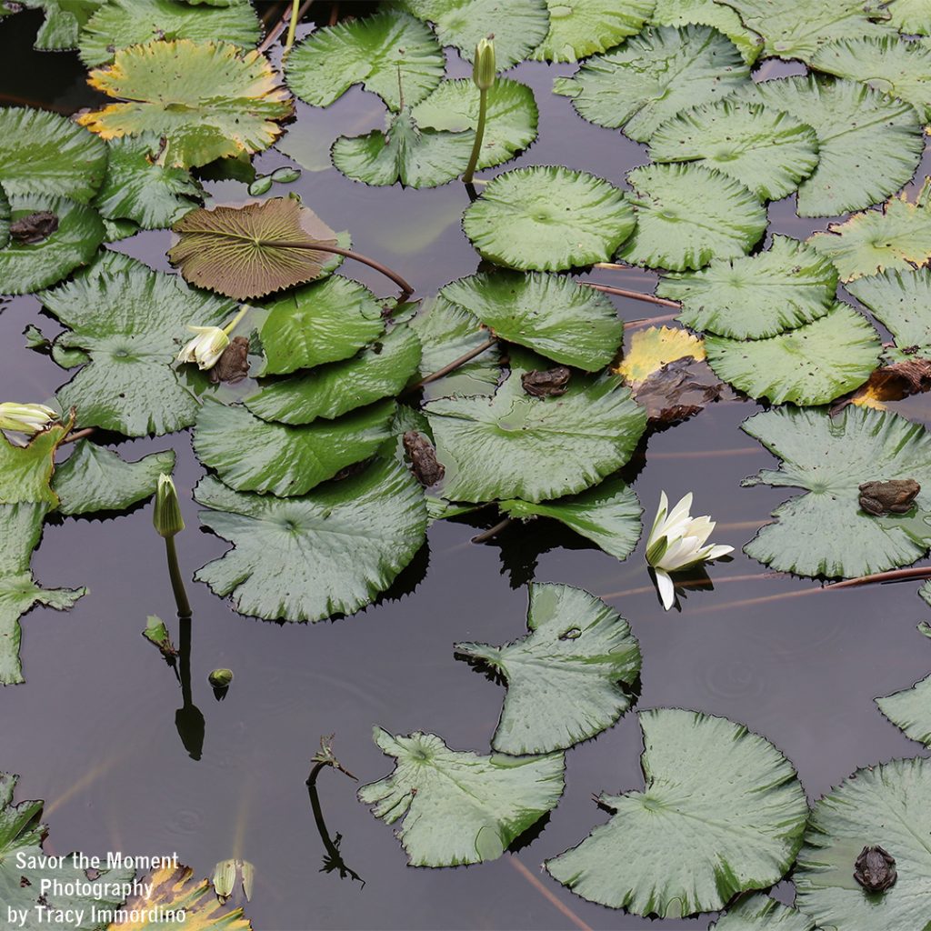 Frogs abound at Allerton Gardens