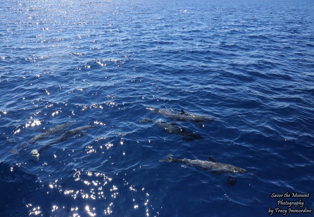 Dolphins Playing Around the Boat