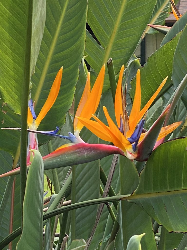 Bird of Paradise