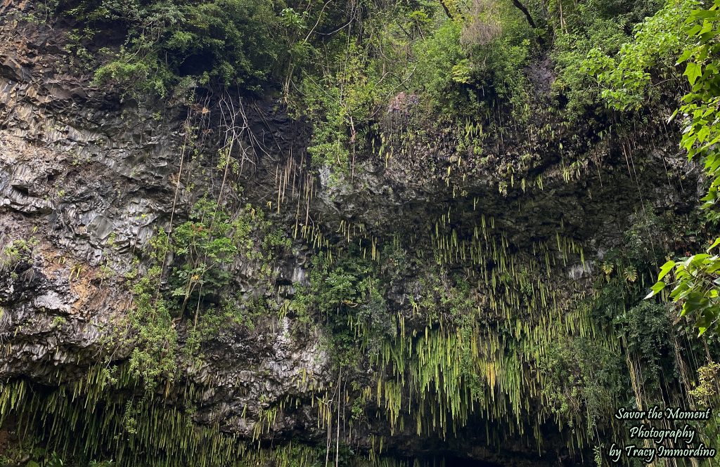 The Fern Grotto in Kauai