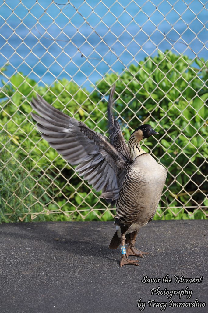 The Threatened Nene