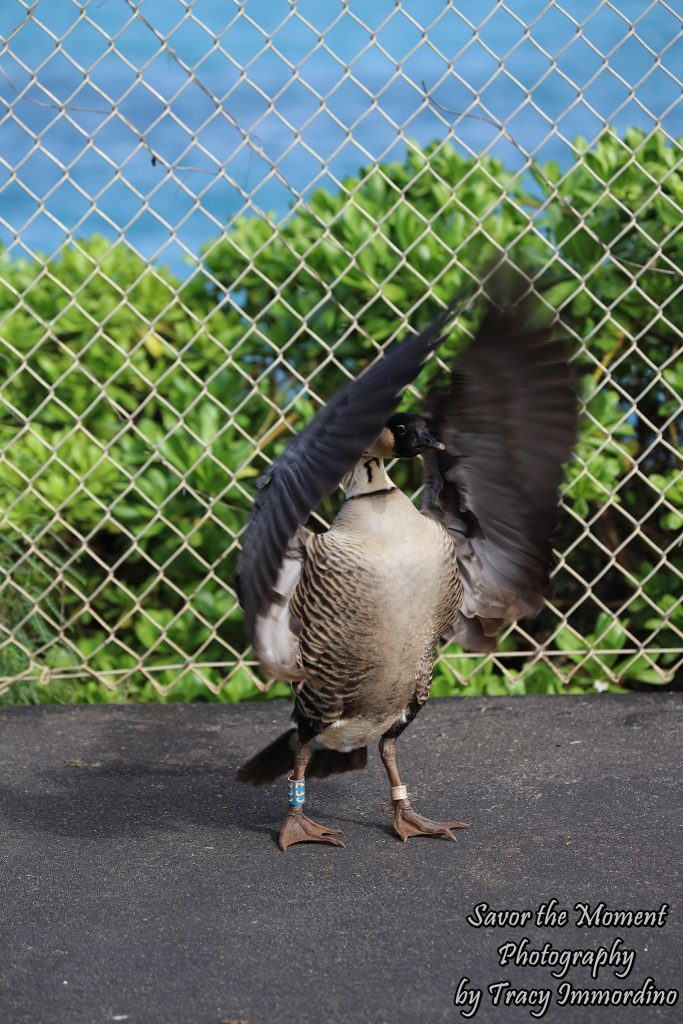 The Threatened Nene