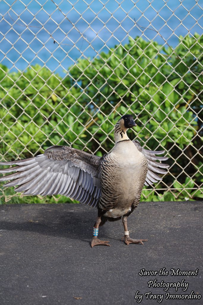 The Threatened Nene